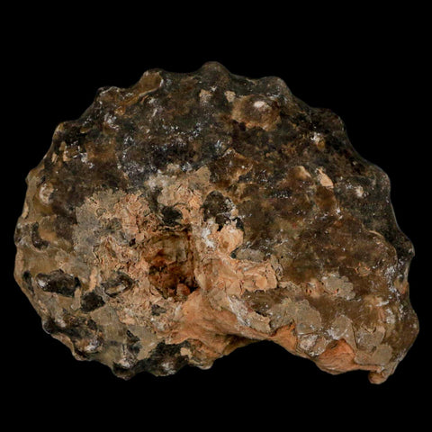 2.7" Mammites Nodosoides Ammonite Fossil Shell Upper Cretaceous Age Morocco - Fossil Age Minerals