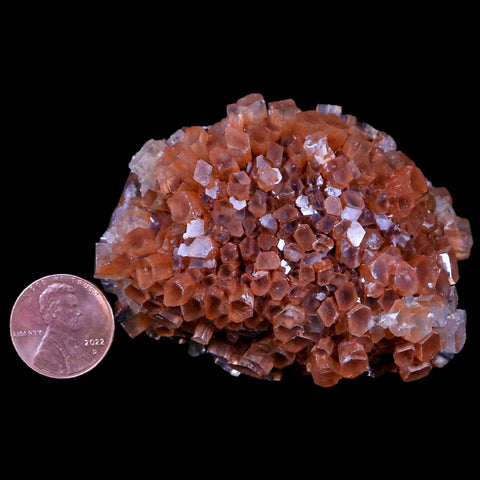 2.7" Aragonite Mineral Two Tone Crystal Cluster Specimen Tazouta Morocco - Fossil Age Minerals