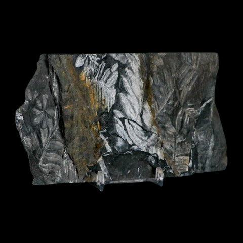 6" Alethopteris Fern Plant Leaf Fossil Carboniferous Age Llewellyn FM ST Clair, PA - Fossil Age Minerals