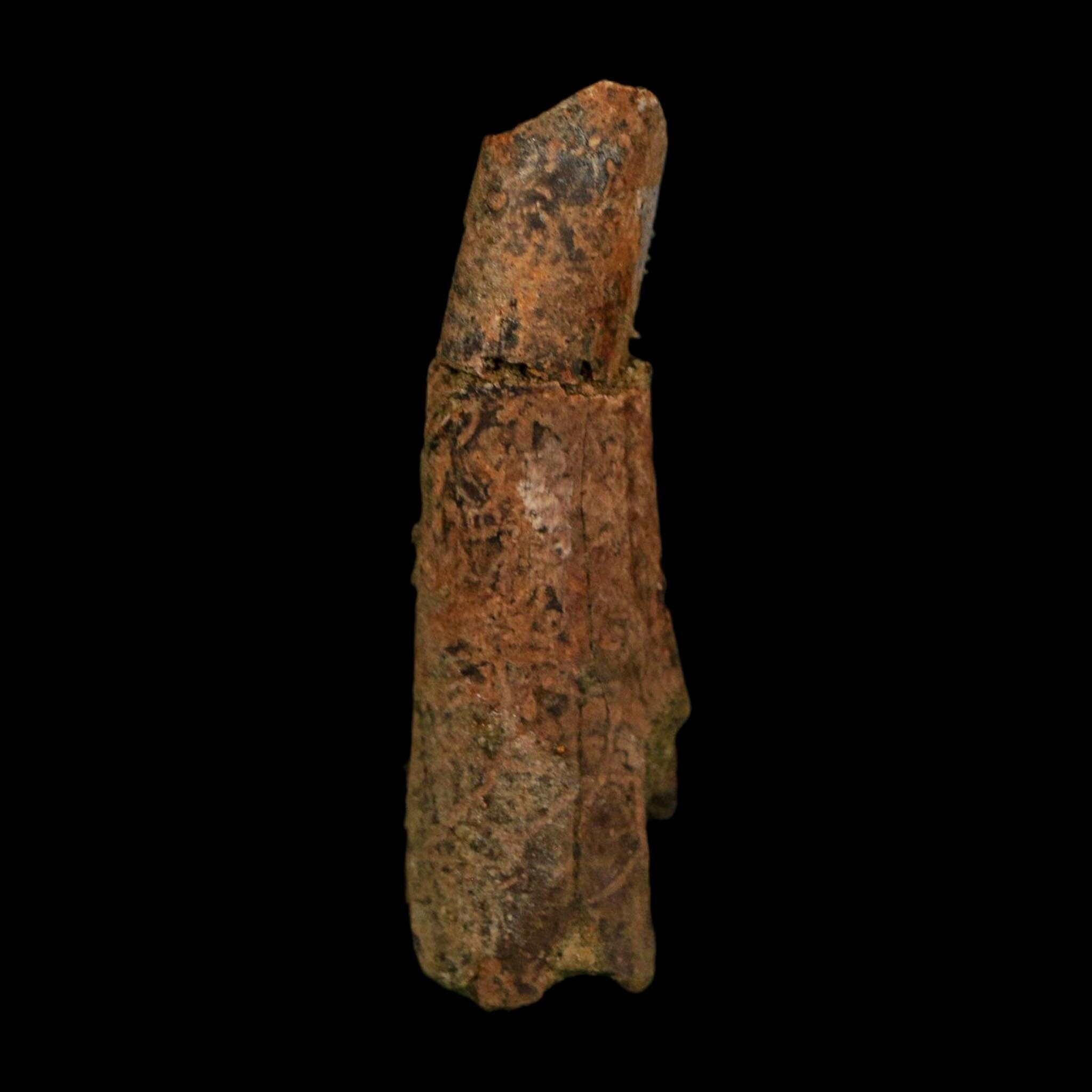 1.8" Raptor Fossil Ulna Bone Cretaceous Dinosaur Judith River FM Montana COA, Display - Fossil Age Minerals
