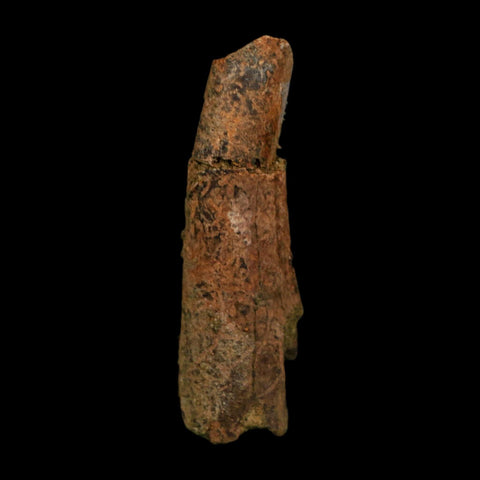 1.8" Raptor Fossil Ulna Bone Cretaceous Dinosaur Judith River FM Montana COA, Display