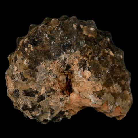 2.7" Mammites Nodosoides Ammonite Fossil Shell Upper Cretaceous Age Morocco - Fossil Age Minerals