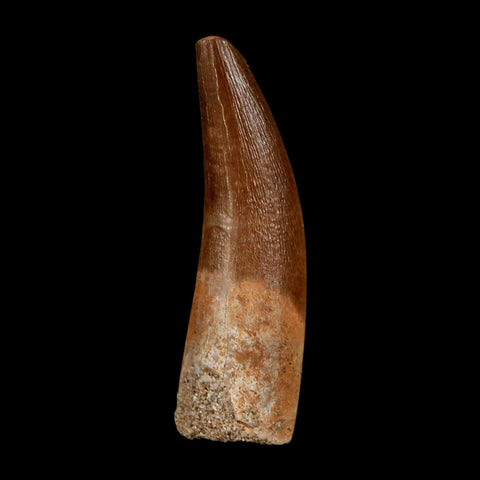 1.7" Plesiosaur Zarafasaura Tooth Fossil Cretaceous Dinosaur Era COA, Stand