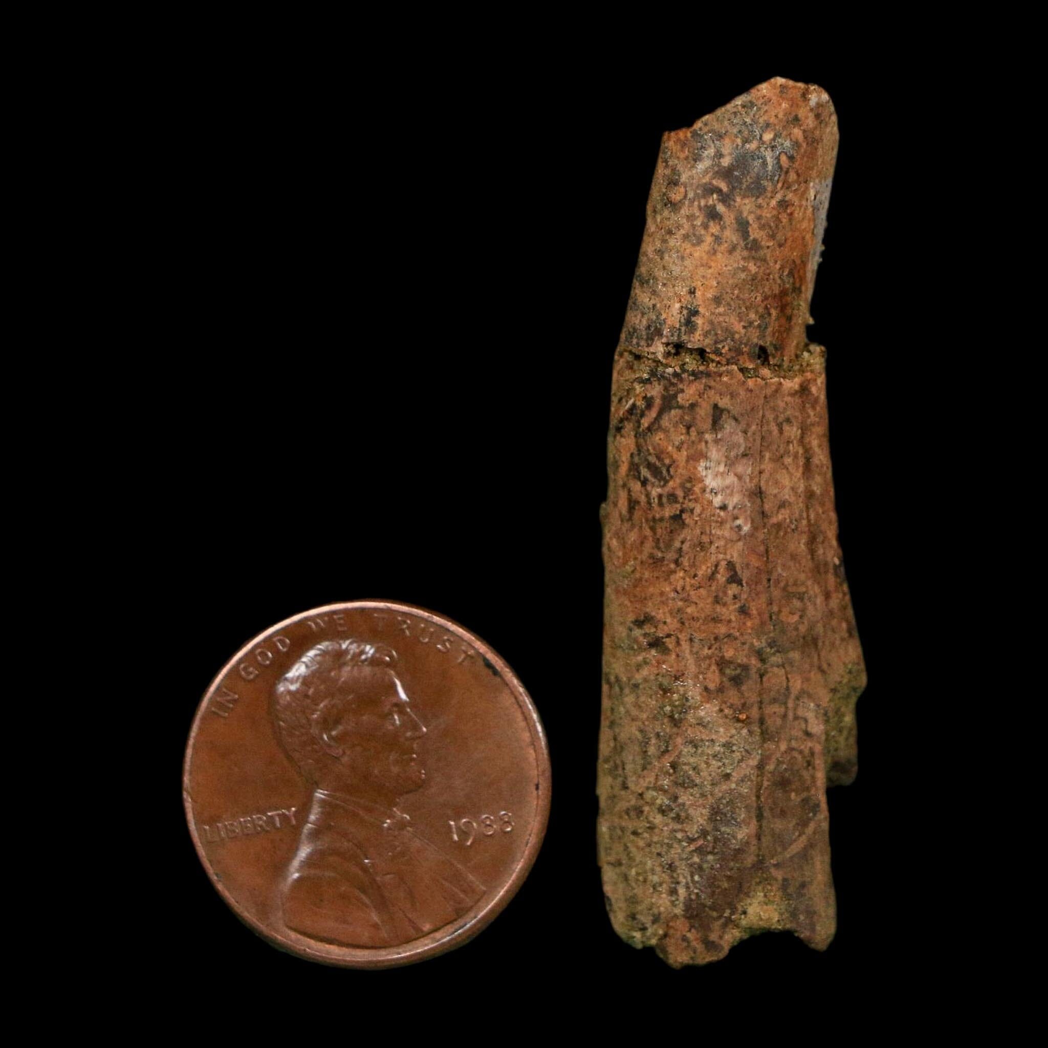 1.8" Raptor Fossil Ulna Bone Cretaceous Dinosaur Judith River FM Montana COA, Display - Fossil Age Minerals
