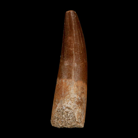 1.7" Plesiosaur Zarafasaura Tooth Fossil Cretaceous Dinosaur Era COA, Stand
