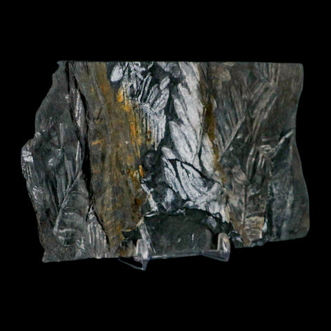 6" Alethopteris Fern Plant Leaf Fossil Carboniferous Age Llewellyn FM ST Clair, PA - Fossil Age Minerals