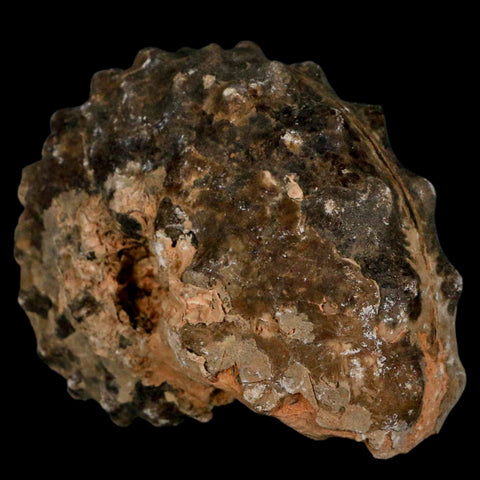 2.7" Mammites Nodosoides Ammonite Fossil Shell Upper Cretaceous Age Morocco - Fossil Age Minerals