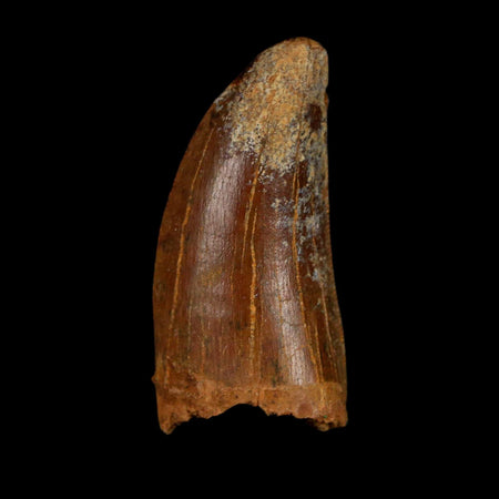 1.5" Carcharodontosaurus Fossil Tooth Cretaceous Dinosaur Morocco COA Stand