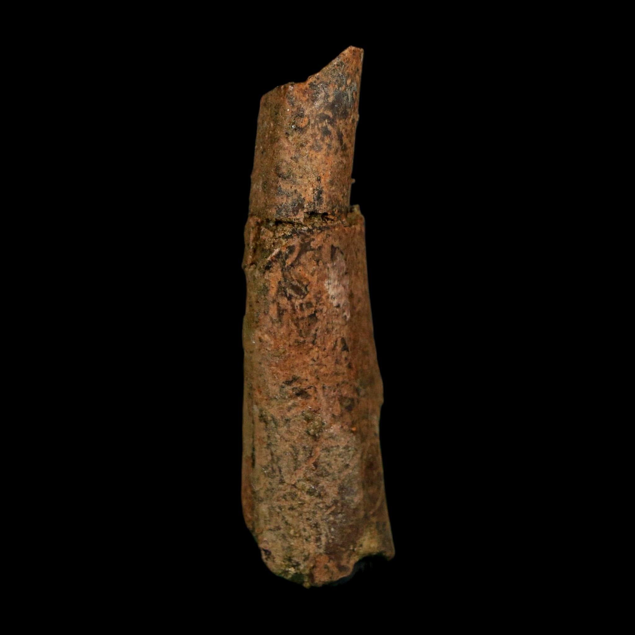1.8" Raptor Fossil Ulna Bone Cretaceous Dinosaur Judith River FM Montana COA, Display - Fossil Age Minerals