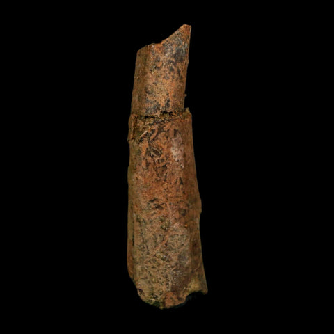 1.8" Raptor Fossil Ulna Bone Cretaceous Dinosaur Judith River FM Montana COA, Display