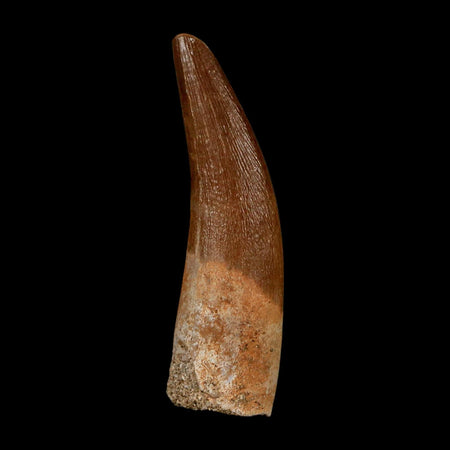 1.7" Plesiosaur Zarafasaura Tooth Fossil Cretaceous Dinosaur Era COA, Stand