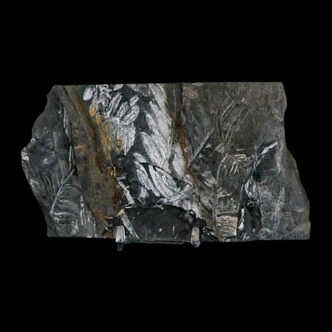 6" Alethopteris Fern Plant Leaf Fossil Carboniferous Age Llewellyn FM ST Clair, PA - Fossil Age Minerals