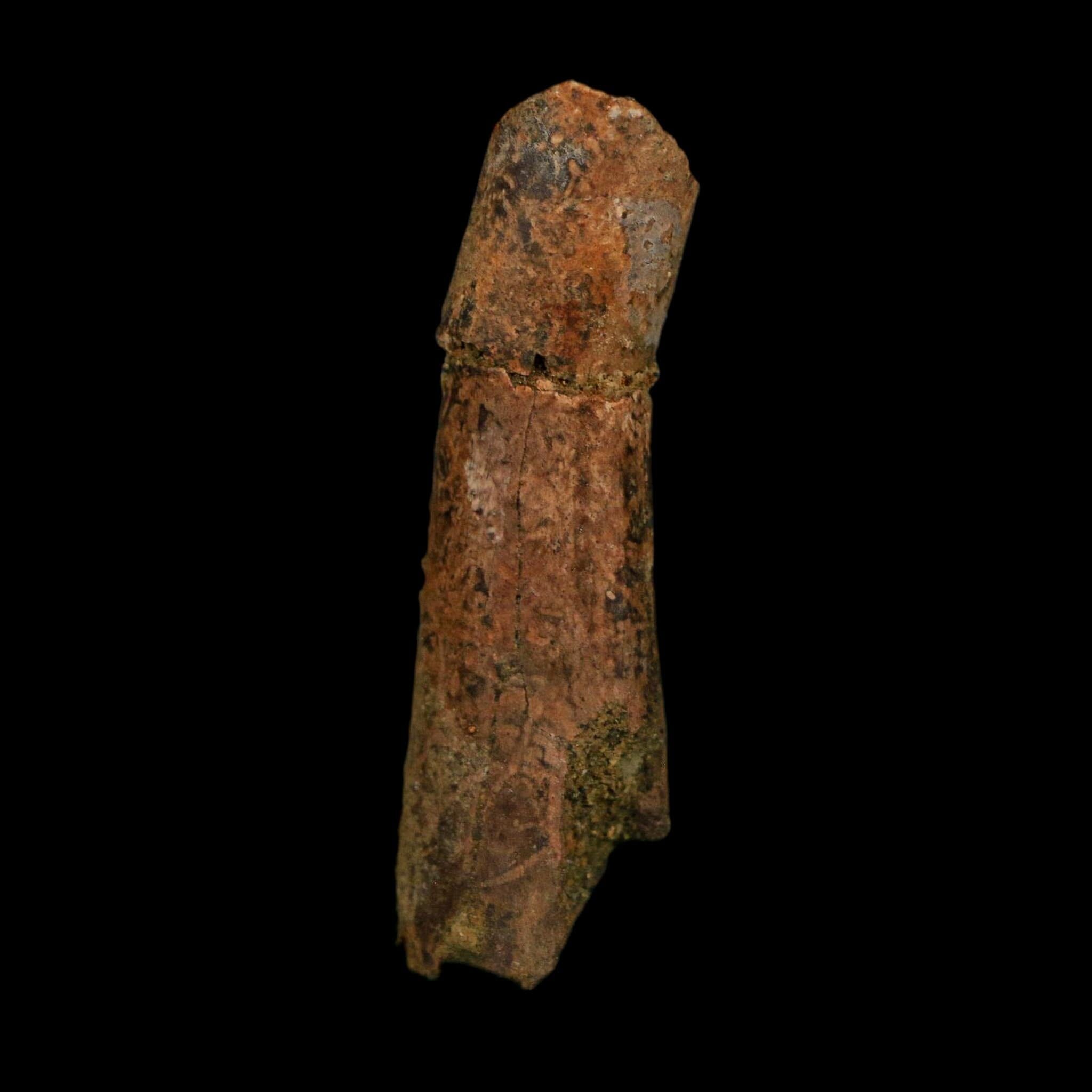 1.8" Raptor Fossil Ulna Bone Cretaceous Dinosaur Judith River FM Montana COA, Display - Fossil Age Minerals