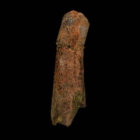1.8" Raptor Fossil Ulna Bone Cretaceous Dinosaur Judith River FM Montana COA, Display
