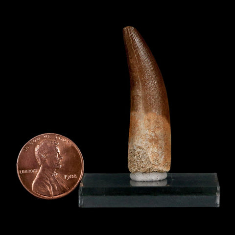 1.7" Plesiosaur Zarafasaura Tooth Fossil Cretaceous Dinosaur Era COA, Stand