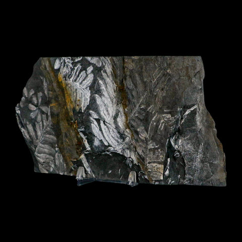 6" Alethopteris Fern Plant Leaf Fossil Carboniferous Age Llewellyn FM ST Clair, PA - Fossil Age Minerals