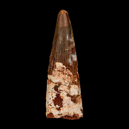XL 3.1" Spinosaurus Fossil Tooth 100 Million Years Old Cretaceous Dinosaur COA