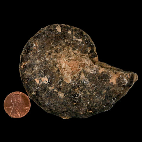 3.3" Mammites Nodosoides Ammonite Fossil Shell Upper Cretaceous Age Morocco - Fossil Age Minerals
