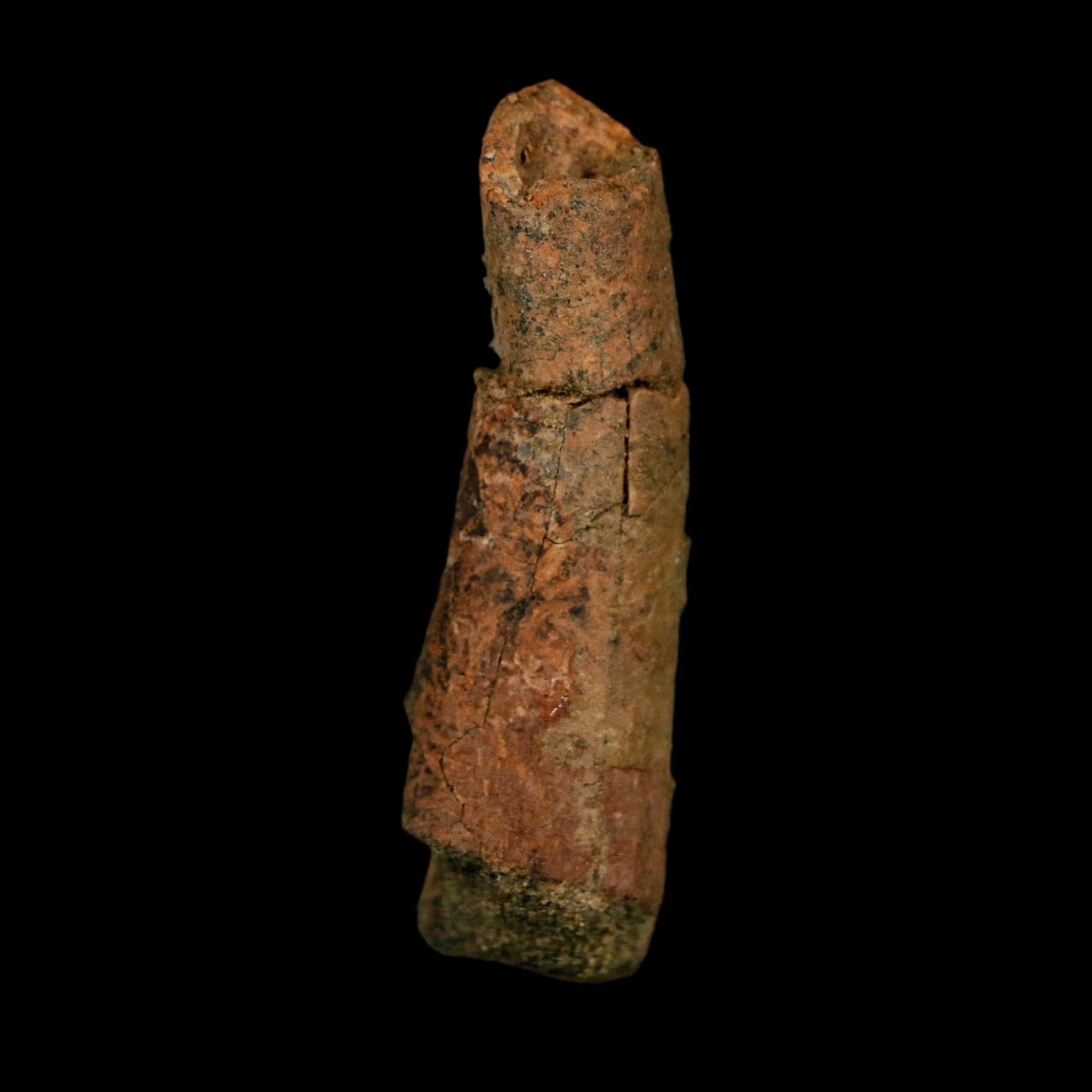 1.8" Raptor Fossil Ulna Bone Cretaceous Dinosaur Judith River FM Montana COA, Display - Fossil Age Minerals