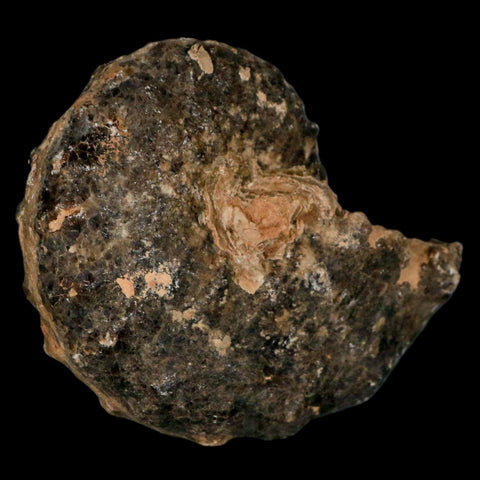 3.3" Mammites Nodosoides Ammonite Fossil Shell Upper Cretaceous Age Morocco - Fossil Age Minerals