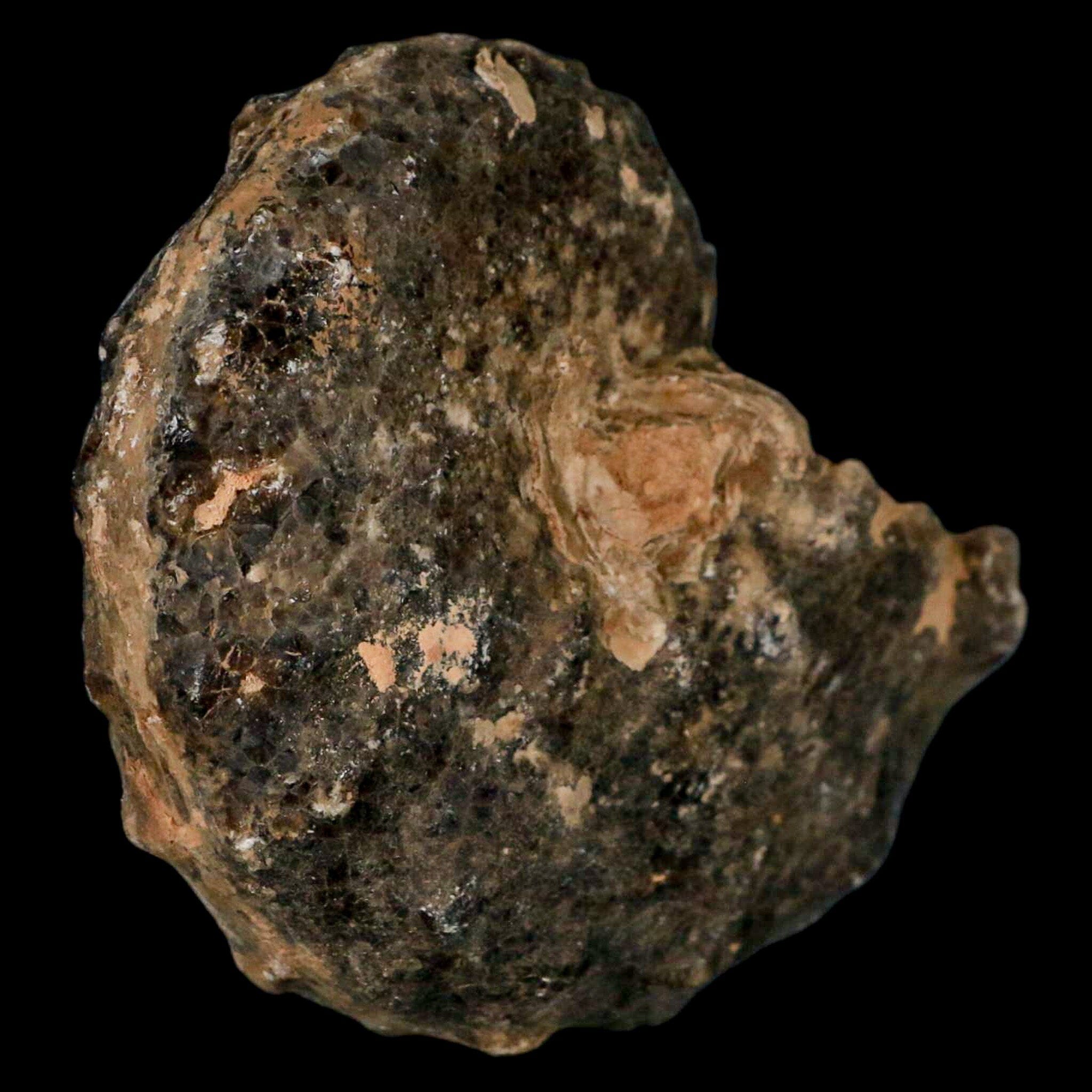 3.3" Mammites Nodosoides Ammonite Fossil Shell Upper Cretaceous Age Morocco - Fossil Age Minerals