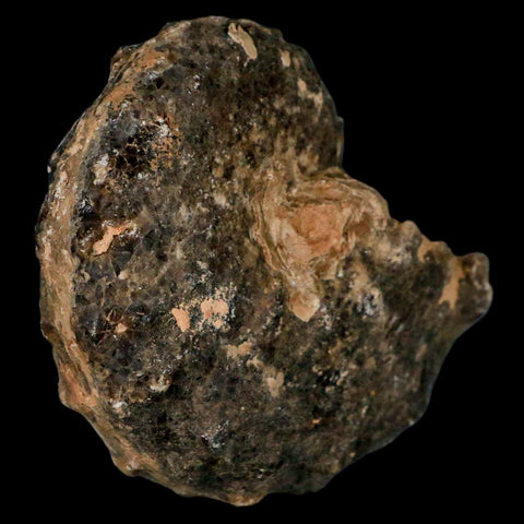 3.3" Mammites Nodosoides Ammonite Fossil Shell Upper Cretaceous Age Morocco - Fossil Age Minerals