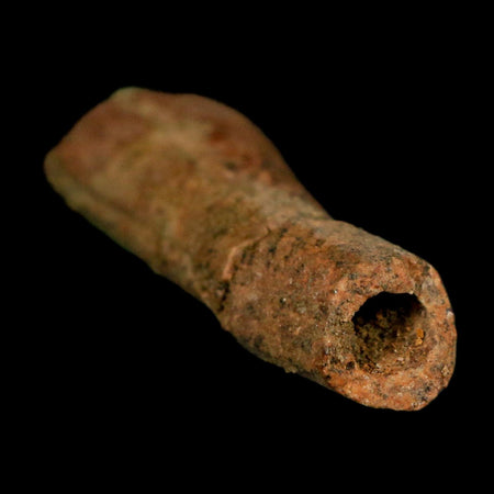 1.8" Raptor Fossil Ulna Bone Cretaceous Dinosaur Judith River FM Montana COA, Display