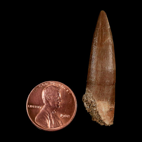 1.7" Plesiosaur Zarafasaura Tooth Fossil Cretaceous Dinosaur Era COA, Stand