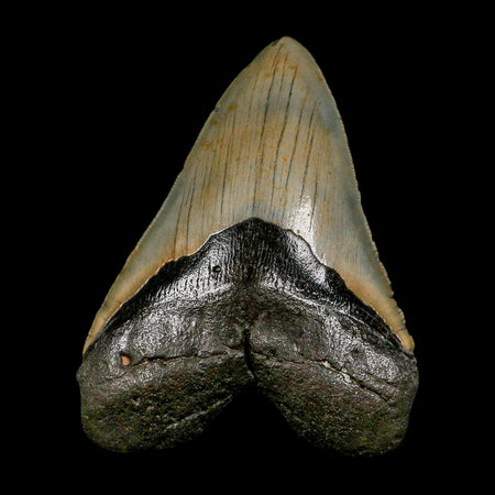 XXL 5" Quality Megalodon Shark Tooth Serrated Fossil Natural Miocene Age COA