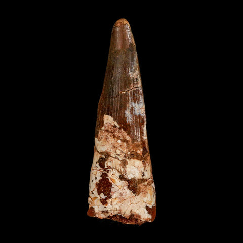 XL 3.1" Spinosaurus Fossil Tooth 100 Million Years Old Cretaceous Dinosaur COA - Fossil Age Minerals