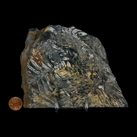5.5" Alethopteris Fern Plant Leaf Fossil Carboniferous Age Llewellyn FM ST Clair, PA - Fossil Age Minerals