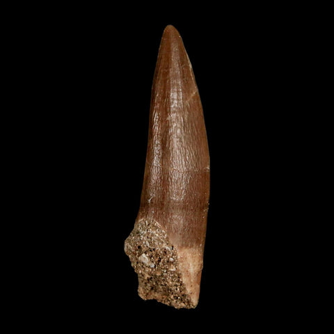 1.7" Plesiosaur Zarafasaura Tooth Fossil Cretaceous Dinosaur Era COA, Stand