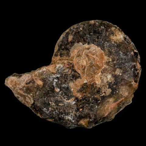 3.3" Mammites Nodosoides Ammonite Fossil Shell Upper Cretaceous Age Morocco - Fossil Age Minerals