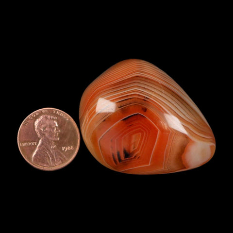 1.7" Natural Polished Red Silk Banded Agate Chalcedony Mineral Specimen - Fossil Age Minerals