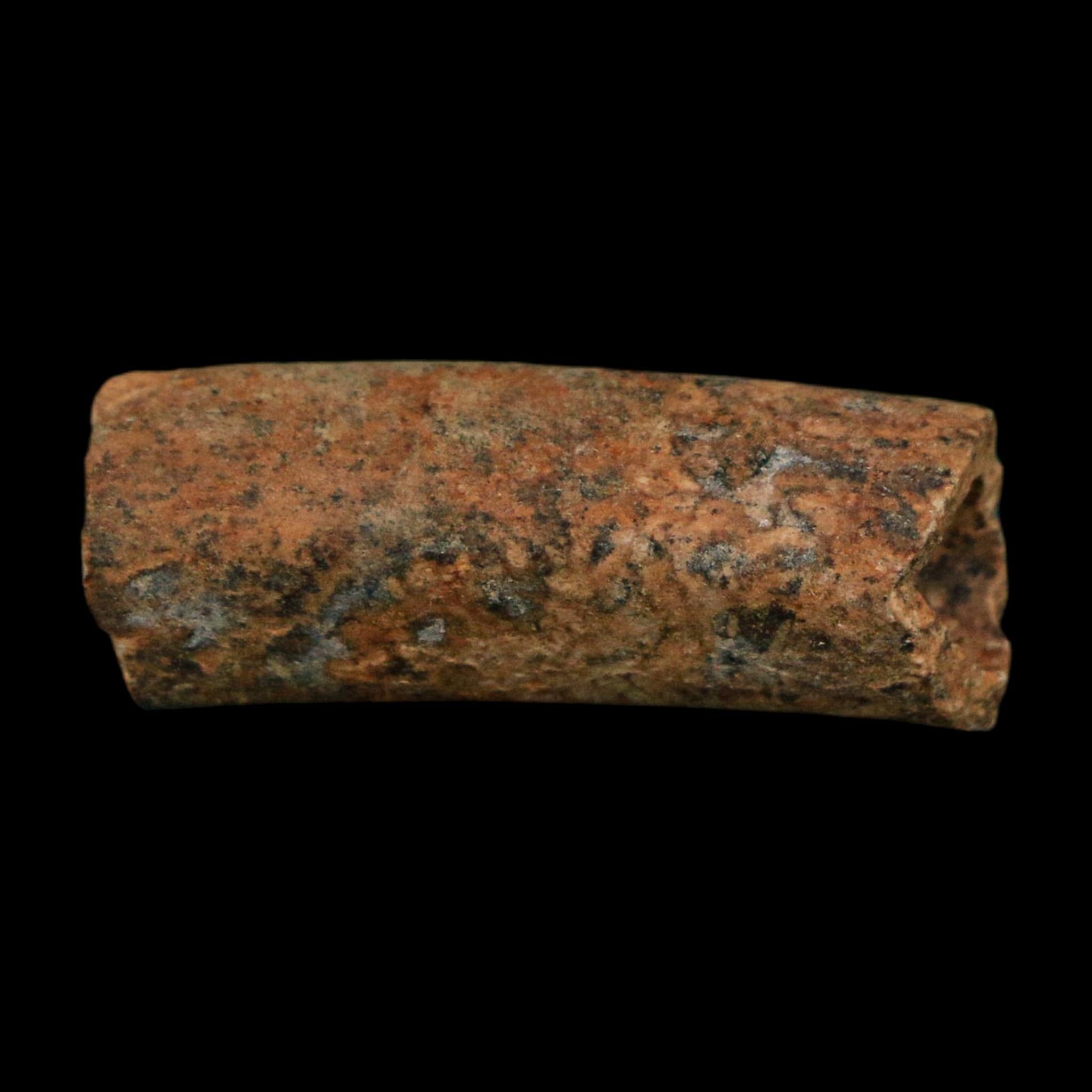 1.1" Raptor Fossil Ulna Bone Cretaceous Dinosaur Judith River FM Montana COA, Display - Fossil Age Minerals
