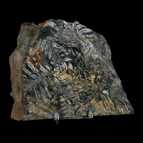 5.5" Alethopteris Fern Plant Leaf Fossil Carboniferous Age Llewellyn FM ST Clair, PA - Fossil Age Minerals