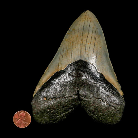XXL 5" Quality Megalodon Shark Tooth Serrated Fossil Natural Miocene Age COA - Fossil Age Minerals