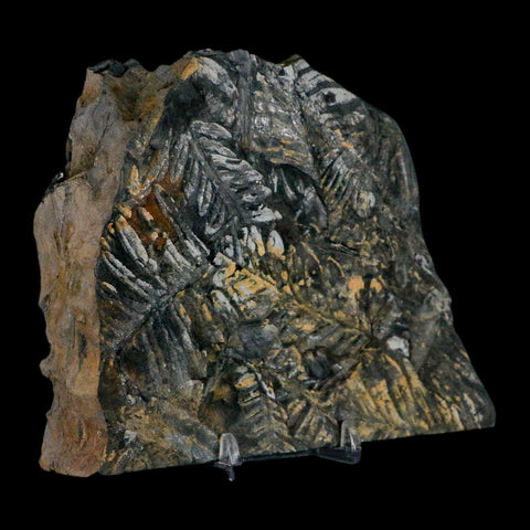 5.5" Alethopteris Fern Plant Leaf Fossil Carboniferous Age Llewellyn FM ST Clair, PA - Fossil Age Minerals