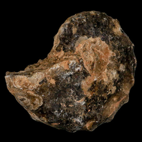 3.3" Mammites Nodosoides Ammonite Fossil Shell Upper Cretaceous Age Morocco - Fossil Age Minerals