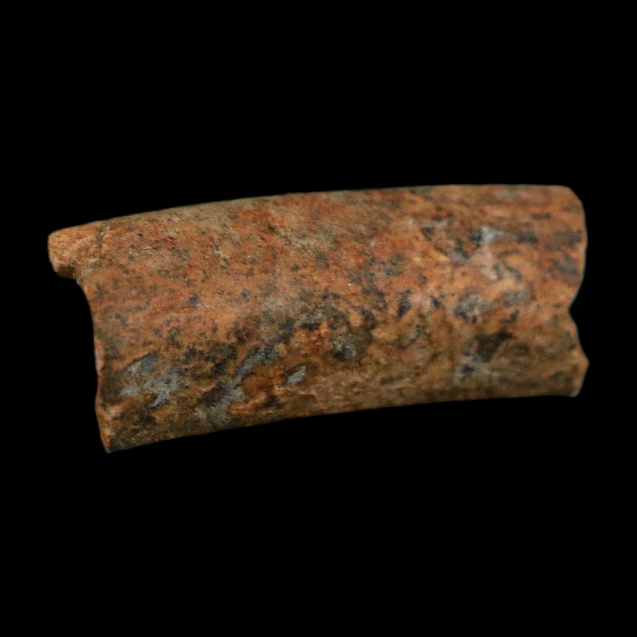 1.1" Raptor Fossil Ulna Bone Cretaceous Dinosaur Judith River FM Montana COA, Display - Fossil Age Minerals