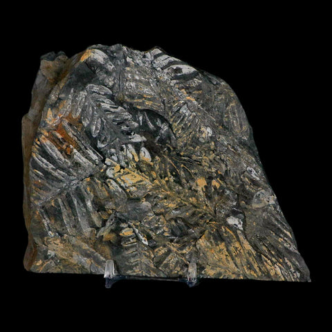 5.5" Alethopteris Fern Plant Leaf Fossil Carboniferous Age Llewellyn FM ST Clair, PA - Fossil Age Minerals