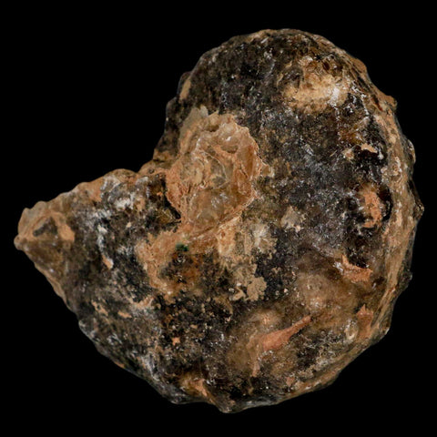 3.3" Mammites Nodosoides Ammonite Fossil Shell Upper Cretaceous Age Morocco - Fossil Age Minerals
