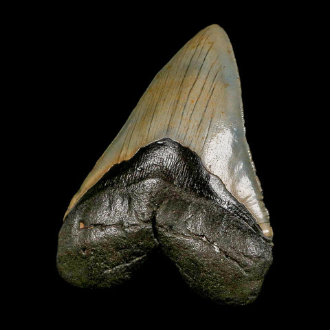 XXL 5" Quality Megalodon Shark Tooth Serrated Fossil Natural Miocene Age COA - Fossil Age Minerals