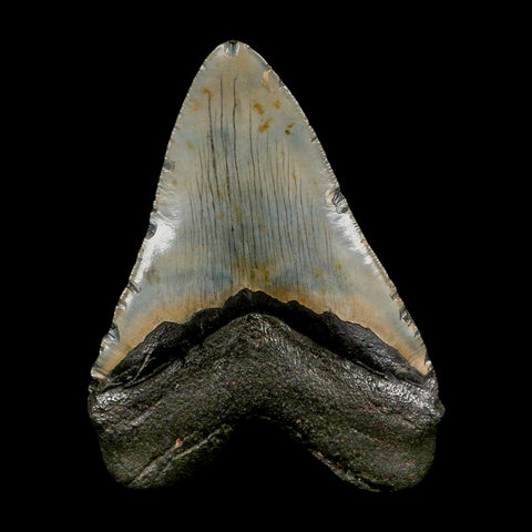 XXL 5" Quality Megalodon Shark Tooth Serrated Fossil Natural Miocene Age COA - Fossil Age Minerals