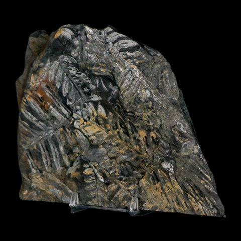 5.5" Alethopteris Fern Plant Leaf Fossil Carboniferous Age Llewellyn FM ST Clair, PA - Fossil Age Minerals