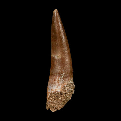 1.7" Plesiosaur Zarafasaura Tooth Fossil Cretaceous Dinosaur Era COA, Stand