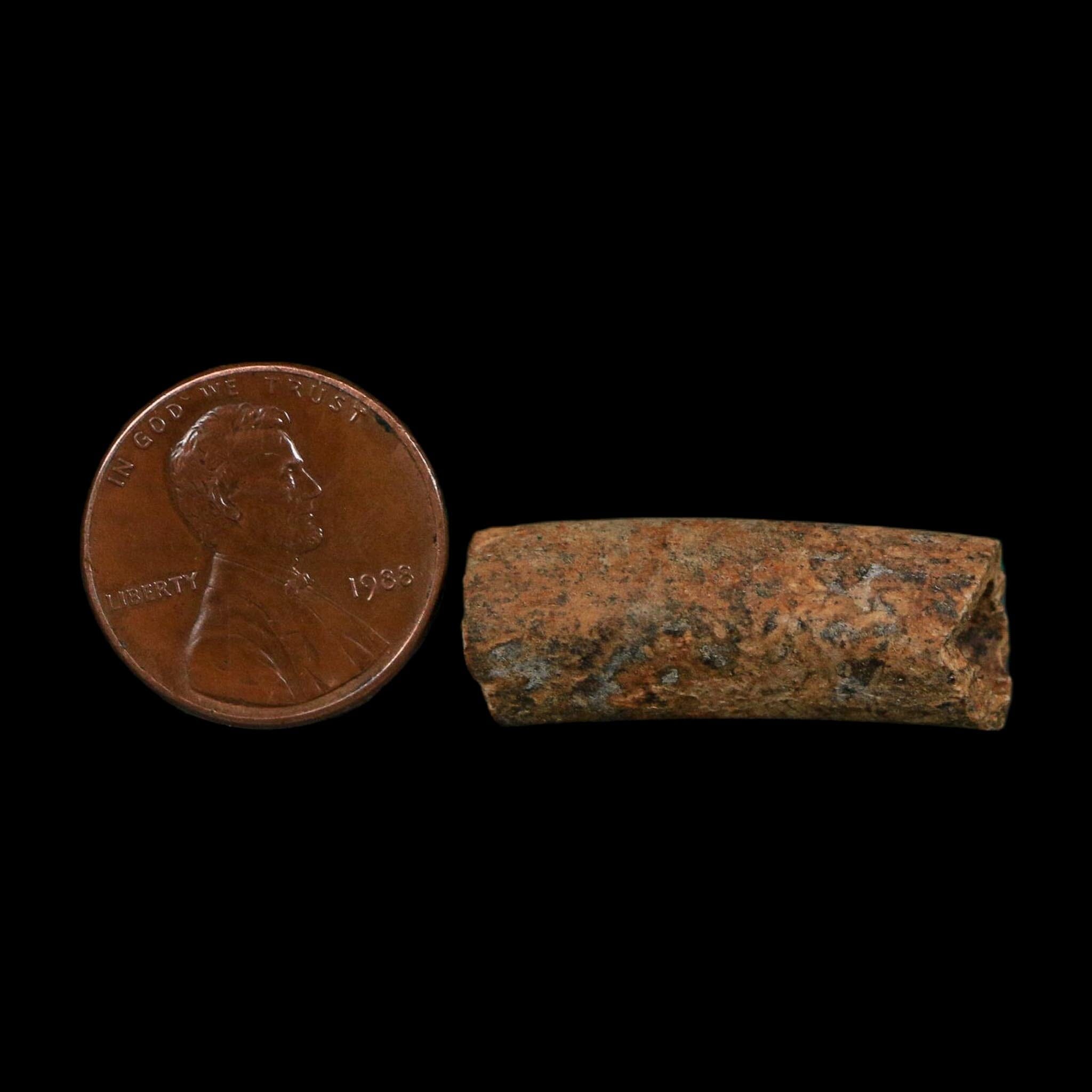 1.1" Raptor Fossil Ulna Bone Cretaceous Dinosaur Judith River FM Montana COA, Display - Fossil Age Minerals