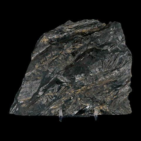 5.5" Alethopteris Fern Plant Leaf Fossil Carboniferous Age Llewellyn FM ST Clair, PA - Fossil Age Minerals
