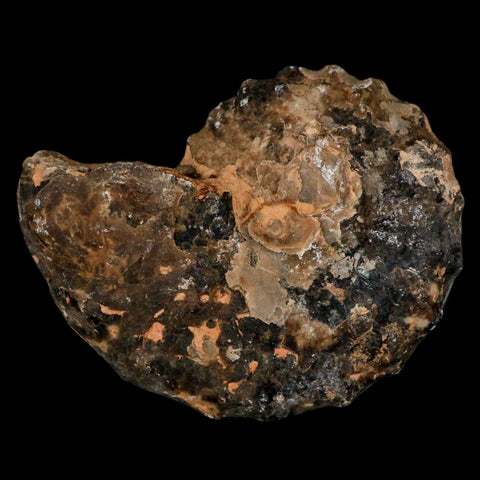 3.1" Mammites Nodosoides Ammonite Fossil Shell Upper Cretaceous Age Morocco - Fossil Age Minerals