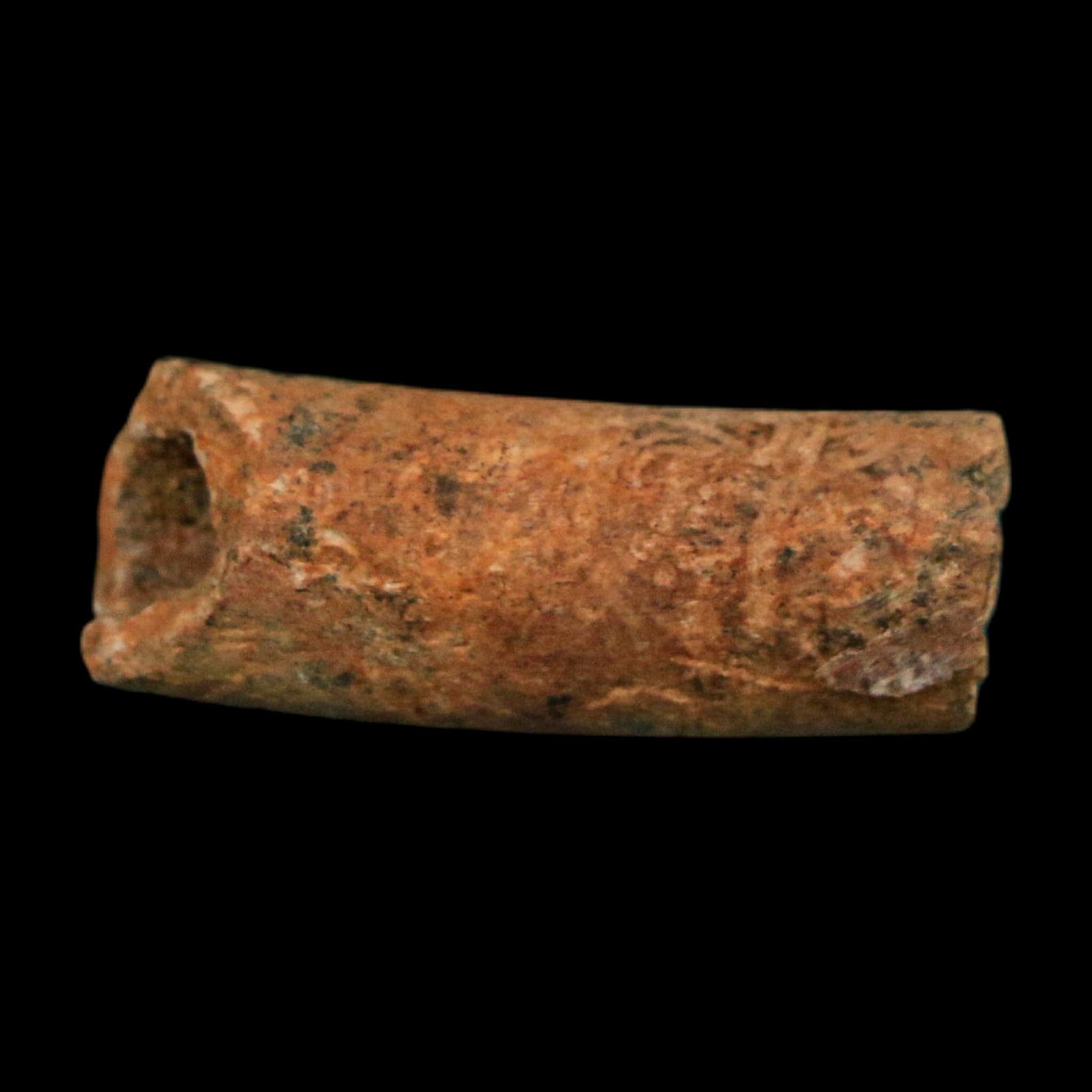 1.1" Raptor Fossil Ulna Bone Cretaceous Dinosaur Judith River FM Montana COA, Display - Fossil Age Minerals